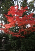 耕三寺「紅葉イベント」