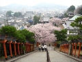 夜桜 (西國寺）