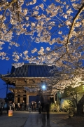 西國寺「夜桜ライトアップ」