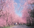 【世羅】甲山ふれあいの里「桜まつり」