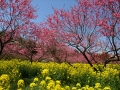 【世羅】ラ・スカイファーム「菊桃の花まつり」（4月上旬～5月上旬）