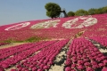 【世羅】花夢の里 ロクタン「芝桜まつり」