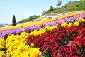 【世羅】世羅ゆり園「春の花まつり」（～7月上旬）