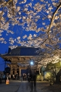 西國寺「夜桜ライトアップ」/