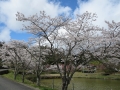 【府中】うやま桜まつり