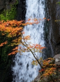 【府中】三郎の滝紅葉まつり