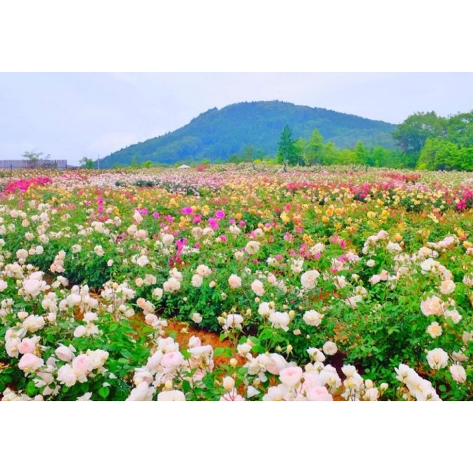 世羅 世羅高原花の森 18秋のローズフェスタ カレンダー 観る 尾道市の観光情報