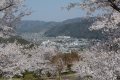 圓鍔勝三彫刻美術館「みつぎ桜まつり」