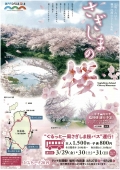 【三原】さぎしまの桜