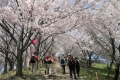 【三原】「ぐるっと一周さぎしま桜バス」運行