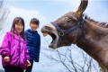 【東京】田頭 真理子写真展 「夢えっと Onomichi donkey paradise 」
