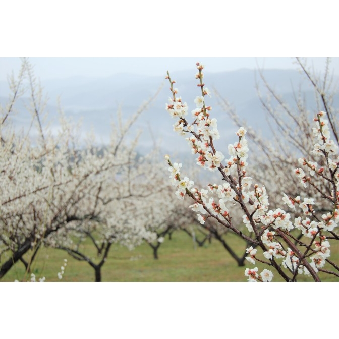 満汐梅林「花見まつり」【2月20日ころ～3月下旬（期間は予定です）】