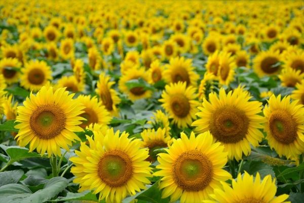 世羅高原農場「ひまわりまつり2020」