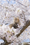 おのねこ6～大井康平 尾道猫写真展