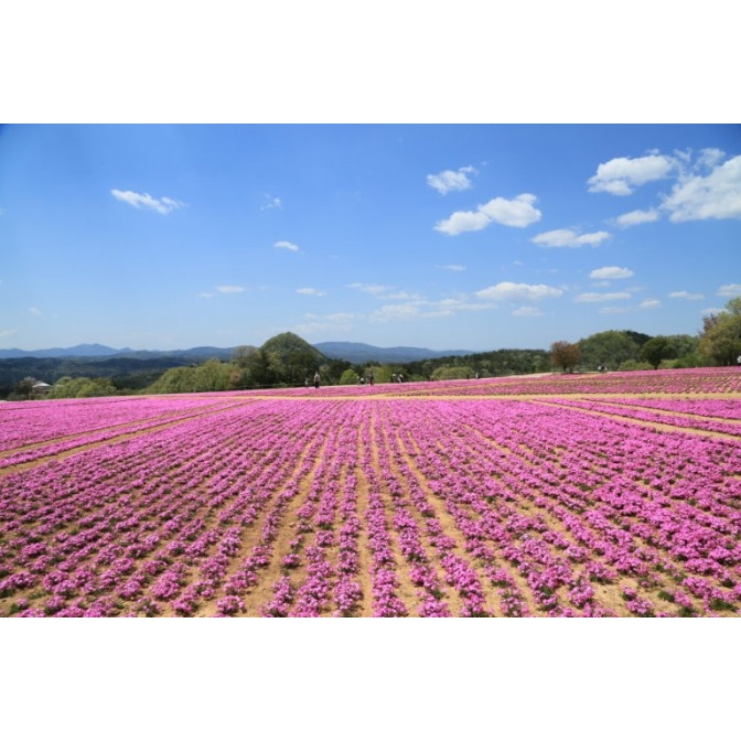 Flower Village 花夢の里「芝桜とネモフィラの丘」