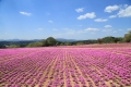 Flower Village 花夢の里「芝桜とネモフィラの丘」