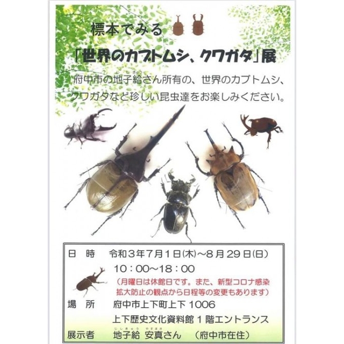 標本でみる「世界のカブトムシ、クワガタ」展