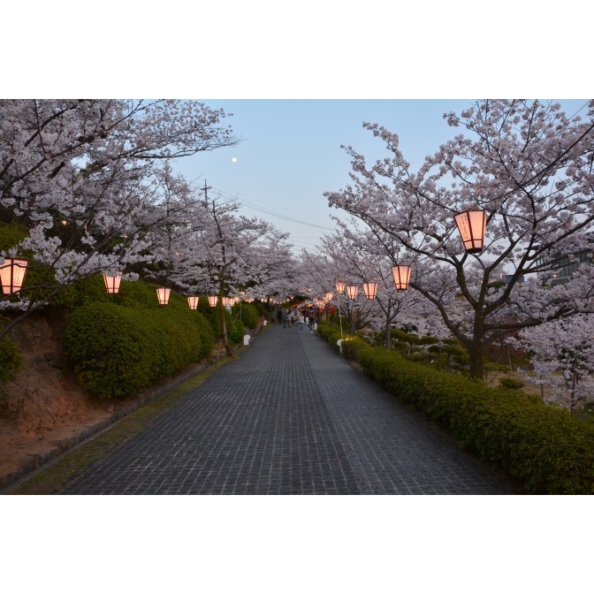 千光寺公園夜桜ライトアップ