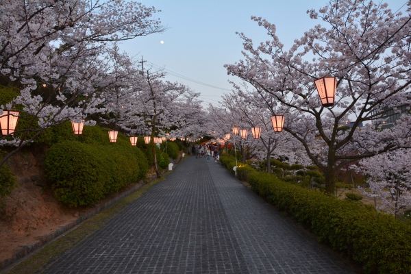 千光寺公園夜桜ライトアップ