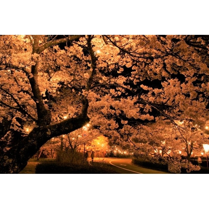 庄原・上野公園桜まつり