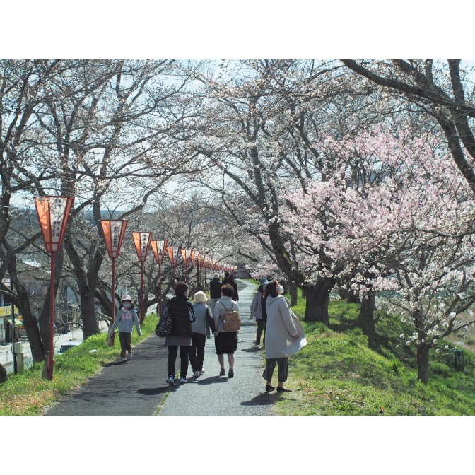 （2月中旬～4月下旬）2022桜まつり（雲南のお花見）