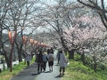 （2月中旬～4月下旬）2022桜まつり（雲南のお花見）