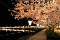 庄原・上野公園桜まつり
