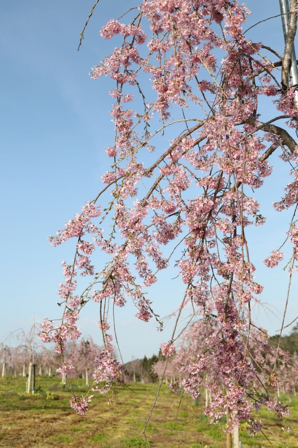 世羅高原農場「さくらまつり2022」