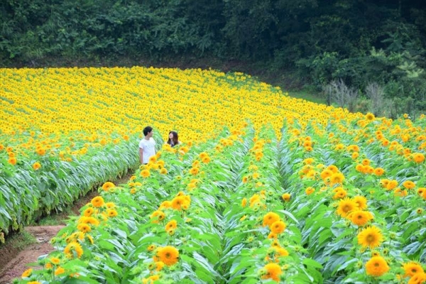 ひまわりまつり2022