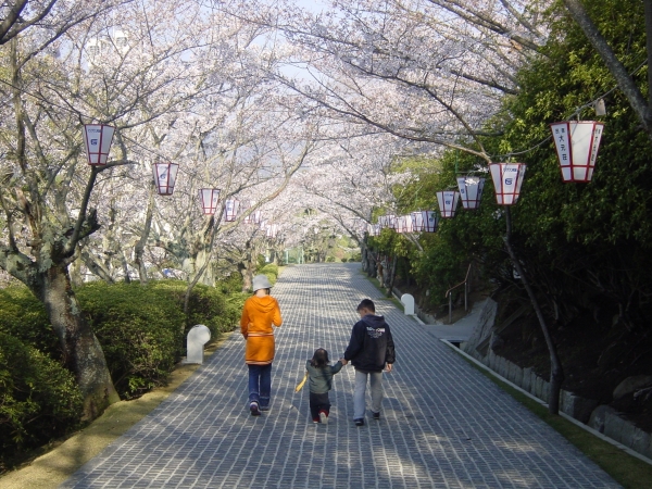 春のぼんぼりの掲出