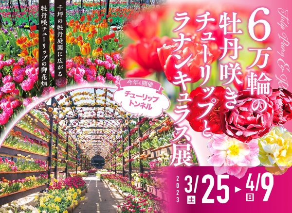 牡丹咲チューリップとラナンキュラス展 2023