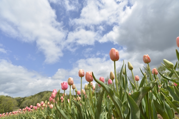 世羅高原農場「チューリップ祭」