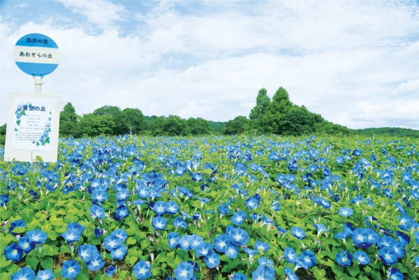 ヘブンリーブル―の丘