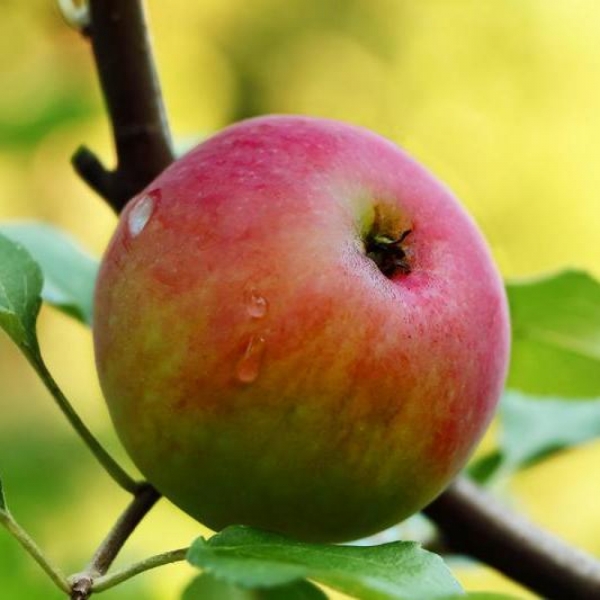 世羅向井農園のりんご狩り