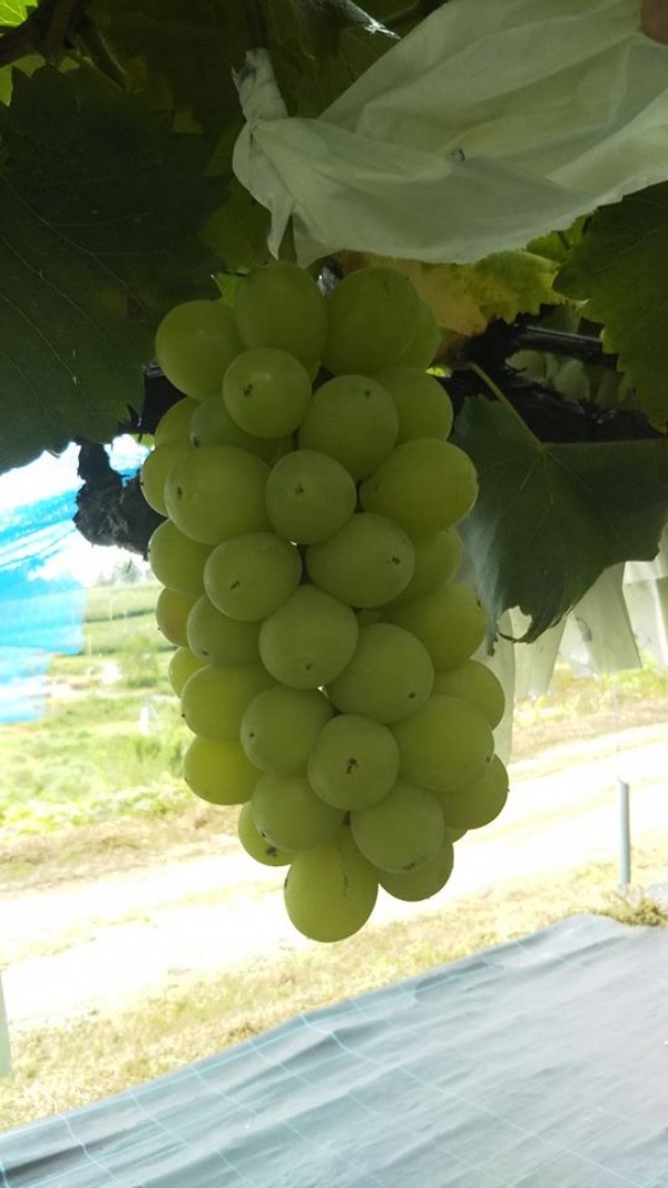 ぶどう（ハニービーナス）狩り