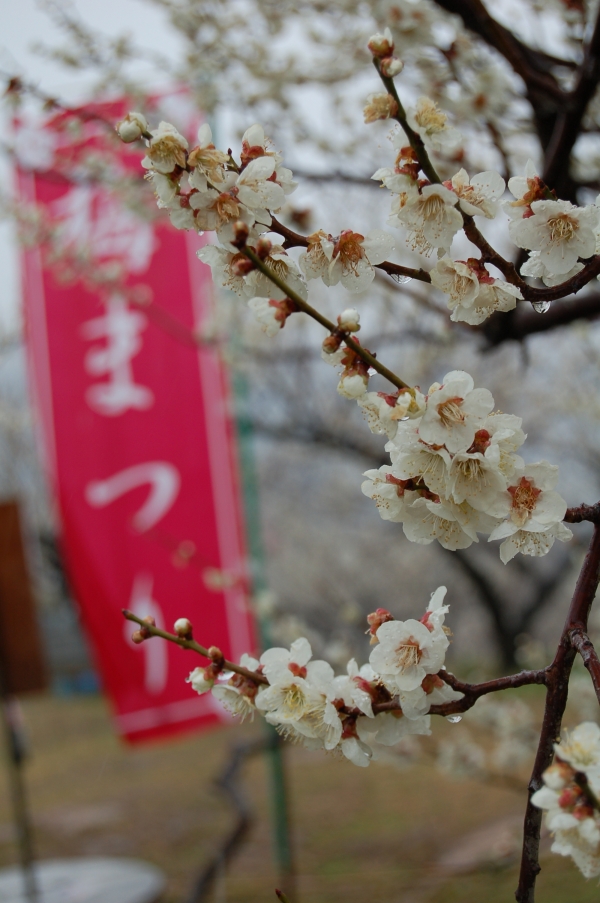 梅花見まつり