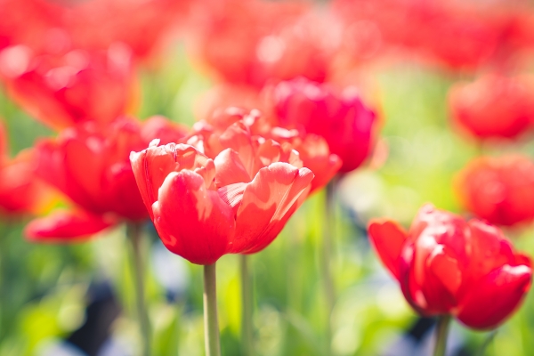 ６万輪の牡丹咲きチューリップとラナンキュラス展｜日本庭園由志園