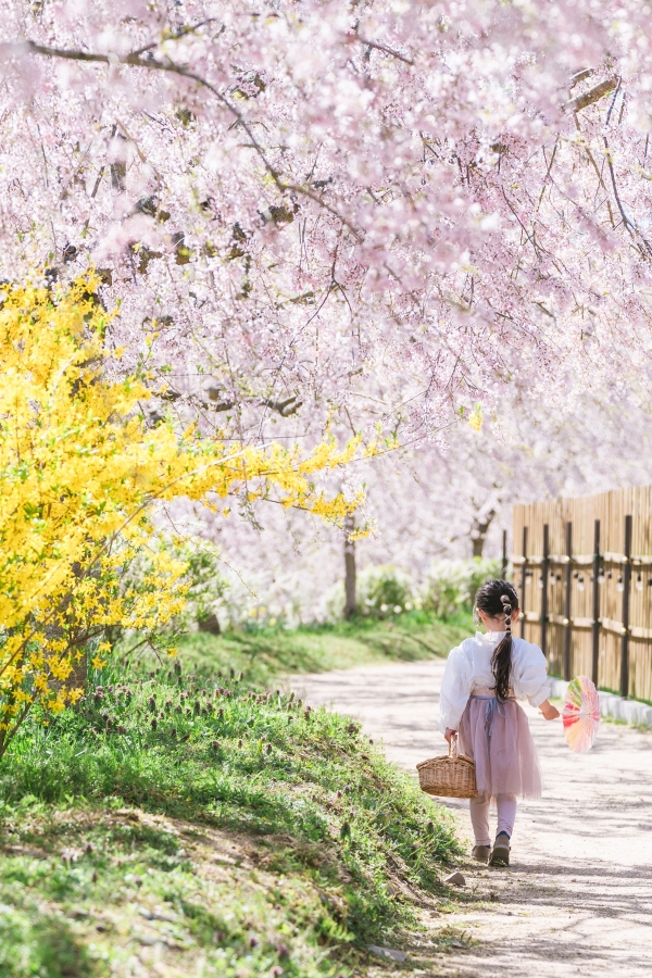 世羅高原農場　さくら祭り