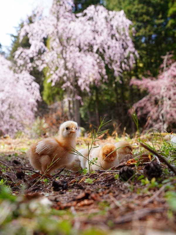 世羅甲山ふれあいの里　桜まつり