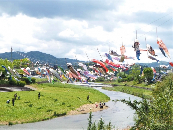 八雲ゆう游 こいのぼり