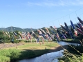 八雲ゆう游 こいのぼり