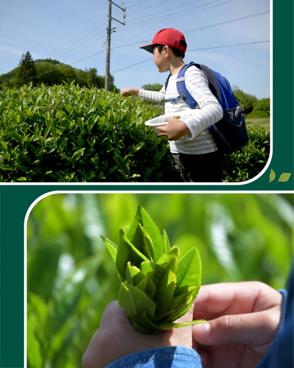 Teto teto 新茶手摘み＆お茶づくり体験