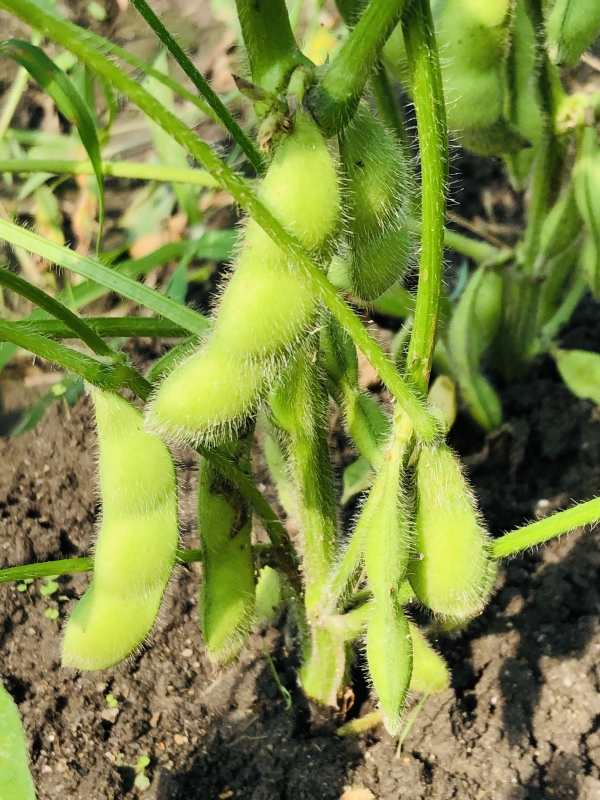 「2025青空マーケット」inかみだに　～青空の下での楽しい収穫祭～　枝豆まつり