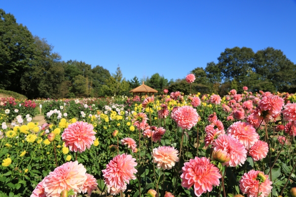 ダリアとガーデンマム祭