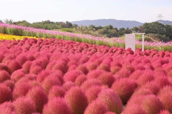 コキアとコスモスの丘