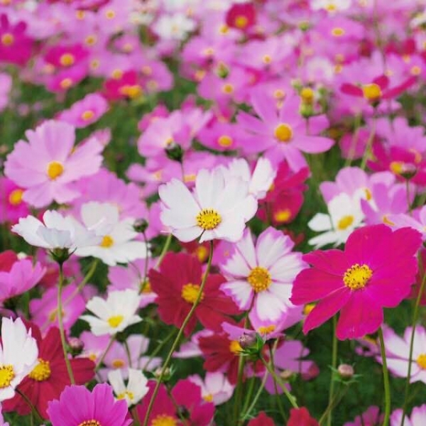 コスモスフェスタ