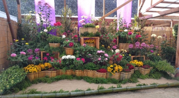 第 75 回松江菊花展｜国宝松江城