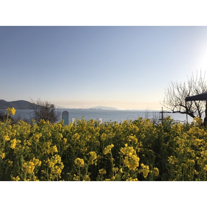 たじり菜の花まつり