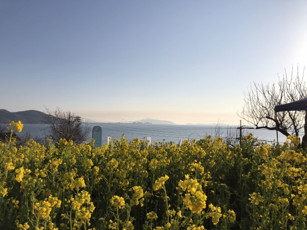 たじり菜の花まつり