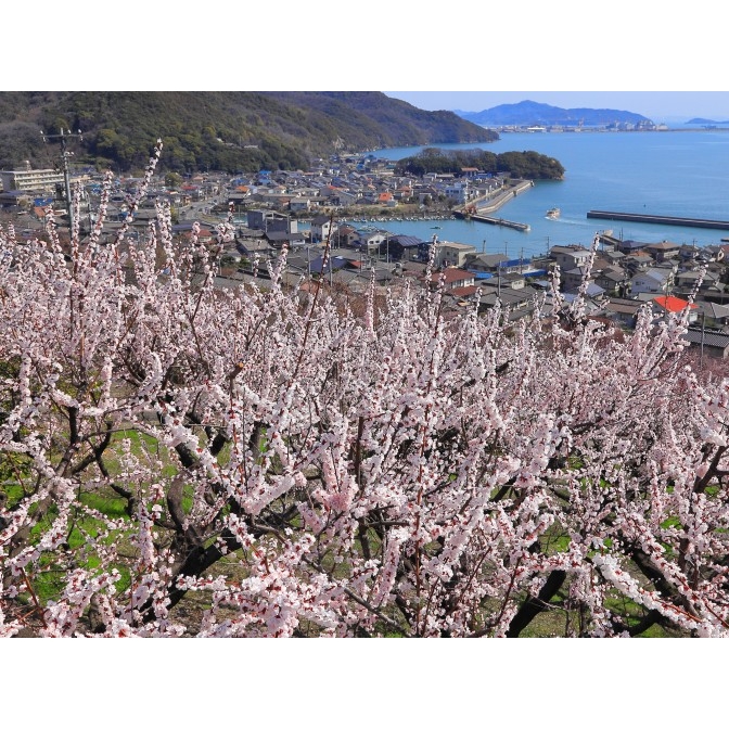 たじり杏まつり